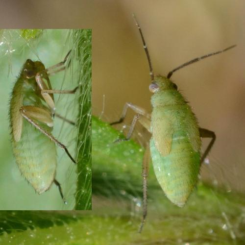 Phylini